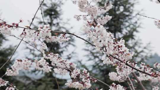 春天阳光下的樱花花朵