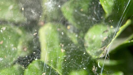 四k蜘蛛网昆虫树叶视频素材模板下载