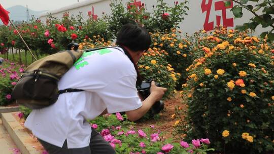 济南平阴芳蕾玫瑰种植基地