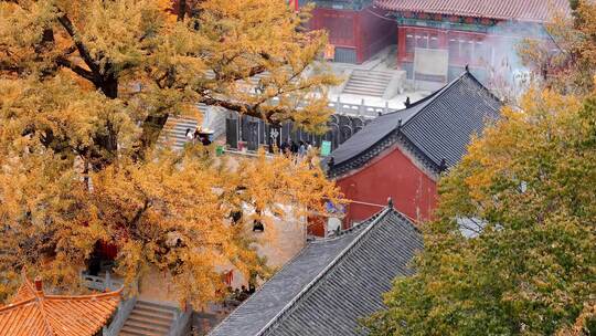 航拍平顶山文殊寺银杏