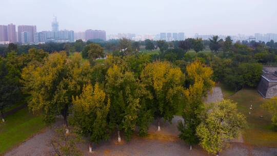 航拍西安大明宫秋天景色视频素材模板下载