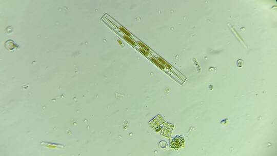生物科普科研素材 硅藻（淡水）4
