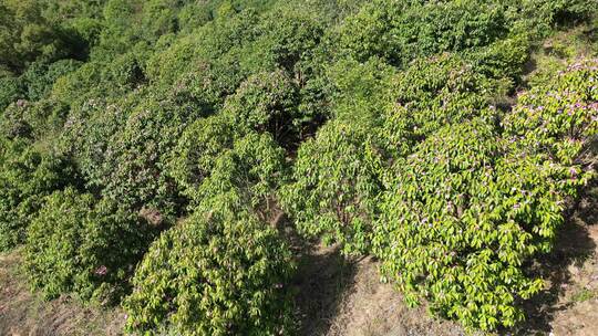 农业种植茶树茶籽园航拍