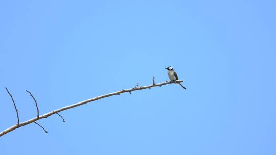 高处树枝上的小鸟