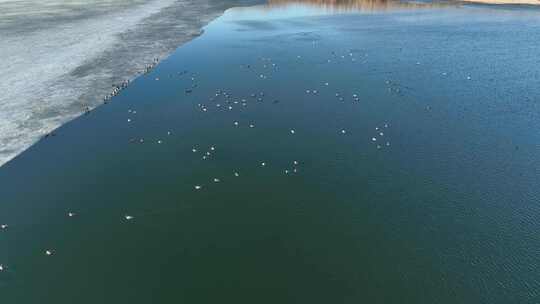 春天冰雪消融湖水冰河雪景水鸭子