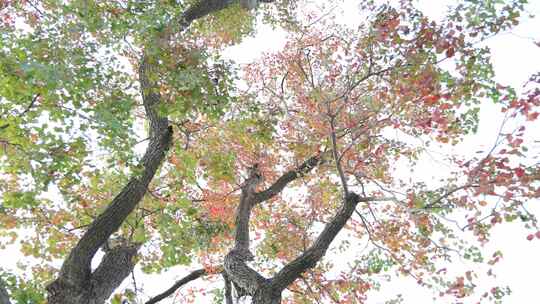 乌桕树-红叶-秋景