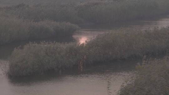 河边狂风日落芦苇荡LOG视频素材