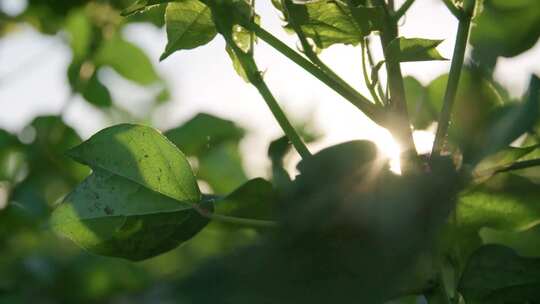 现在农业农业机械化农场种植基地