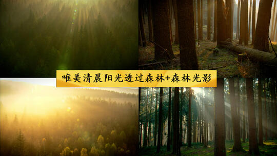唯美清晨阳光透过森林+森林光影视频素材模板下载