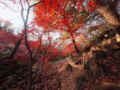 南京栖霞山满山红枫穿越航拍4K视频