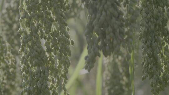 大黄米种植LOG糜子特写LOG