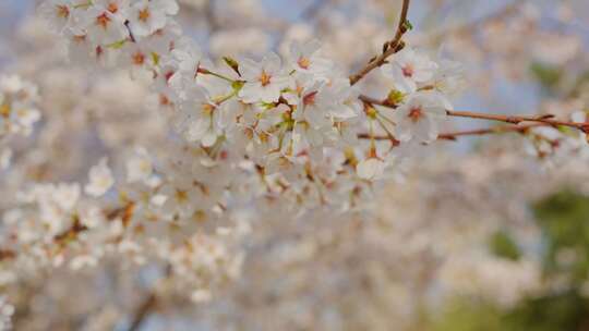 特写樱花