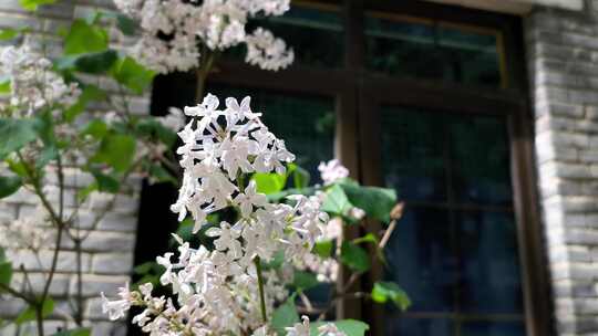 春天阳光下盛开的白色丁香花