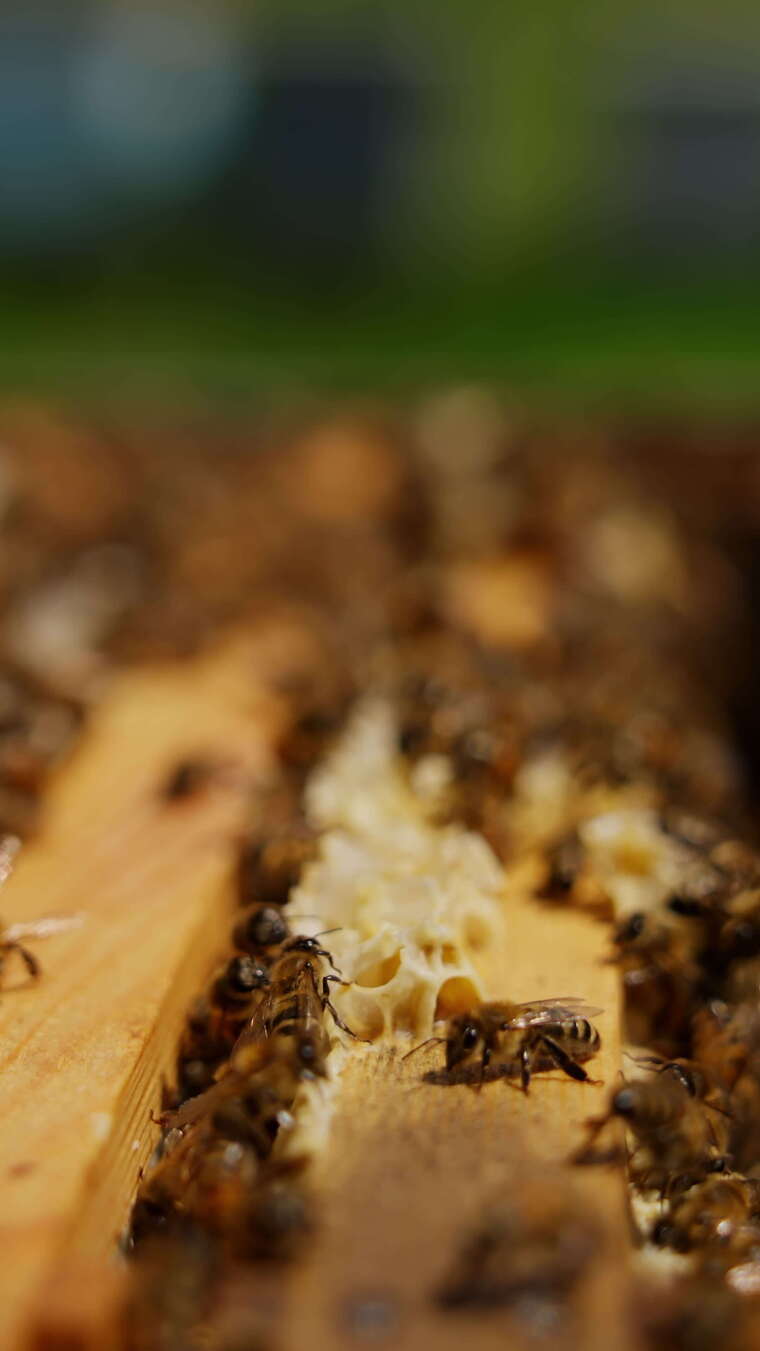 活跃工作忙碌的蜜蜂在蜂蜜框架的顶部。昆虫