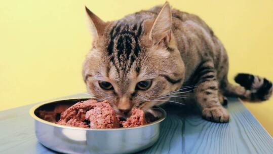猫猫埋头吃罐头全景