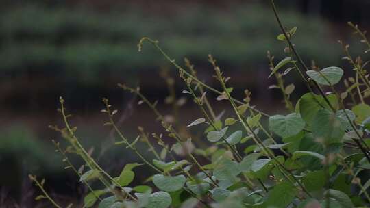 春天里的植物