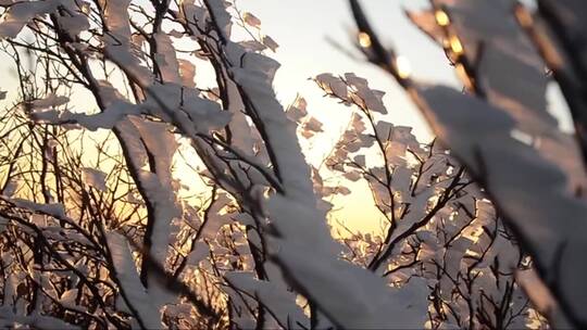 夕阳下大雪包裹住了植物