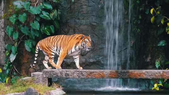 老虎在瀑布附近的岩石上行走泰国