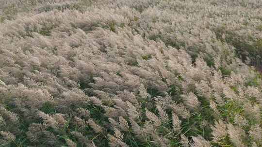 秋季芦苇荡空镜航拍