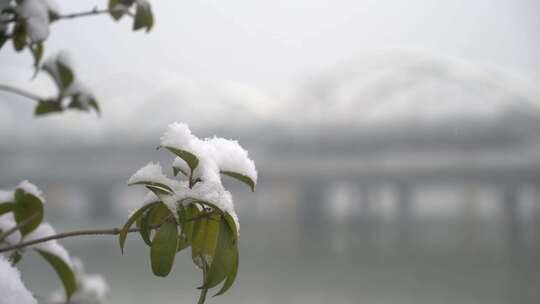 冬天大雪雪景下雪树叶积雪飘雪唯美4K特写3