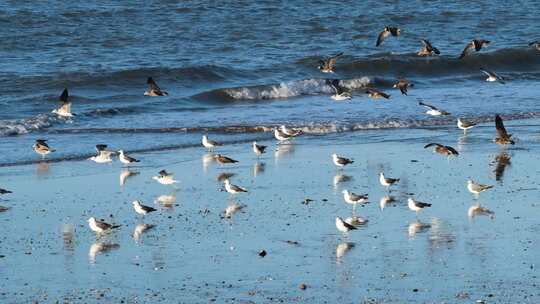 夕阳海面海浪海鸥升格空镜