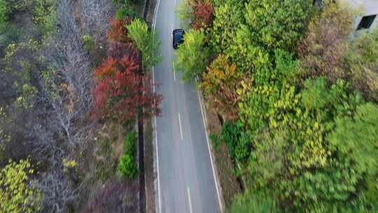 金色秋天旅游公路上行驶在风景中的汽车