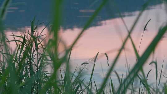 湖边夕阳西下的草丛，微风中的金色诗篇