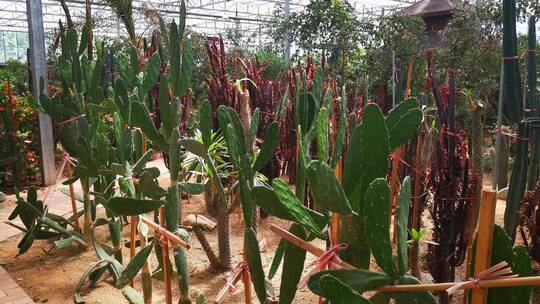 实拍热带植物种植农业