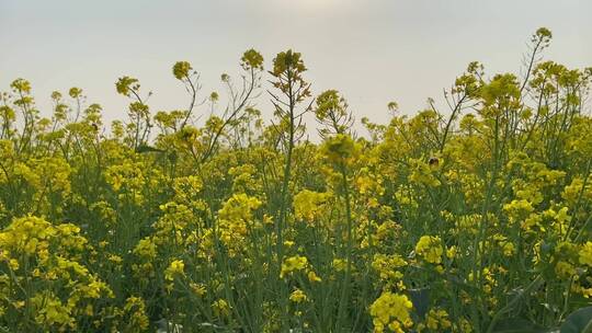 济南龙山平陵古城油菜花基地，春季油菜花田