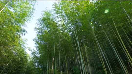 竹海 竹林