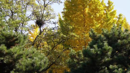 鸟巢树木树叶风景自然风光绿叶