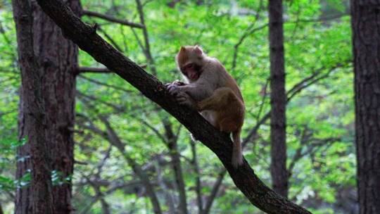 灵空山野生猕猴