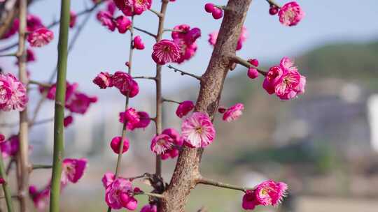 梅花樱花腊梅开满粉色花朵的树木