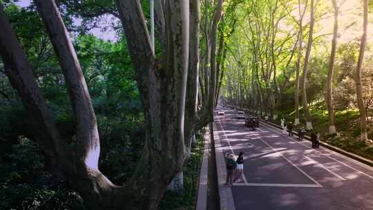 林荫大道晨跑锻炼