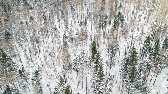 中国黑龙江大兴安岭雪原森林雪景航拍