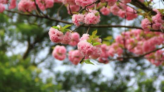 春分时节盛开的日本晚樱花实拍