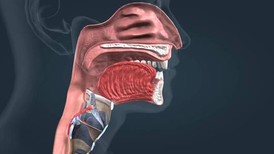 口腔咽和食道吞咽三维人体解剖动画