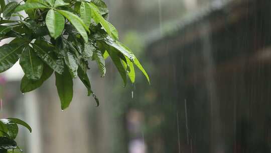 夏季雨水滴落