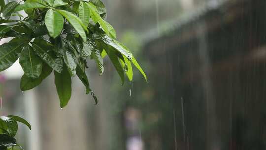 夏季雨水滴落视频素材模板下载