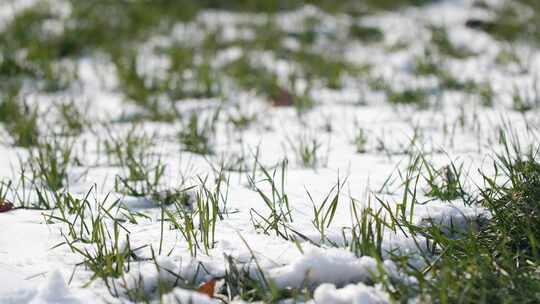 冬天小麦植物与雪覆盖农民的田地的电影镜头