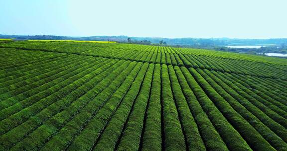 东方亚洲茶树种植园