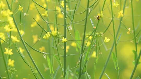 4K拍摄蜜蜂在油菜花海间采蜜特写