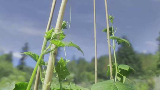 种子发芽一颗黄瓜延时生长开花结果农作物视频素材模板下载