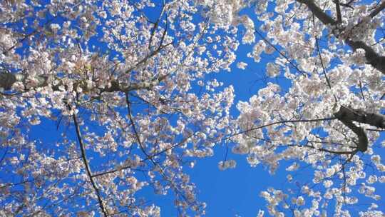 春天樱花春暖花开樱花树