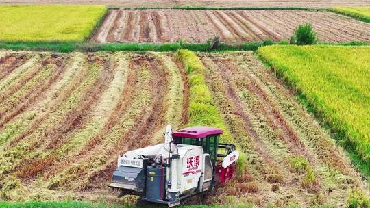 航拍秋天金黄稻田收割机