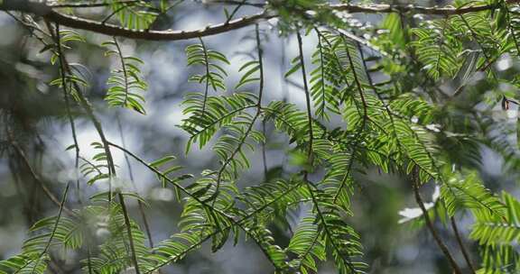 春天山区红豆杉新叶嫩芽