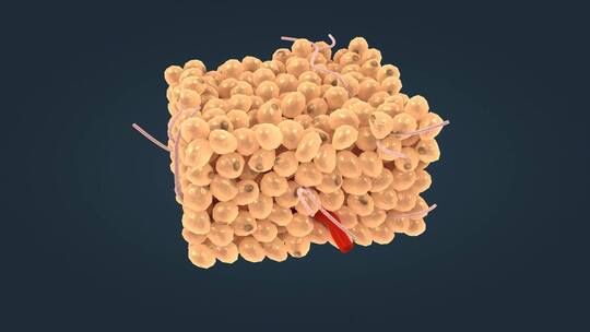 白色脂肪组织网状纤维细胞核脂肪细胞脂肪滴