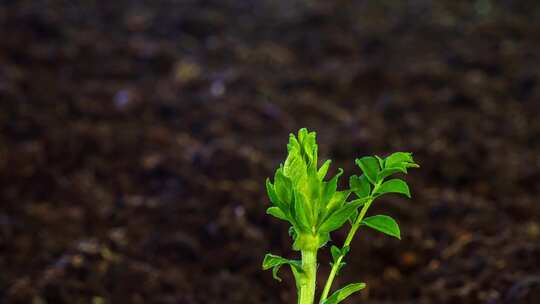 春天中药材黄芪生长 植物生长延时摄影