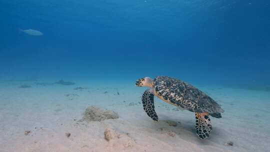 海龟，海洋，海洋生物，水下