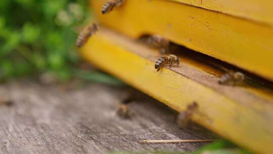蜜蜂，飞行，蜂巢，养蜂业